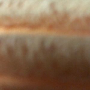 Meet your Posher, Bina